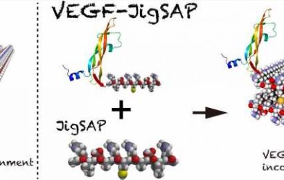 Jigsaw-shaped peptide solves tissue regeneration puzzle