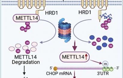 Study reveals potential therapeutic target for genetic liver disease