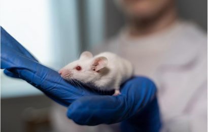 Mouse-adapted virus model to study persistent COVID induced lung disease