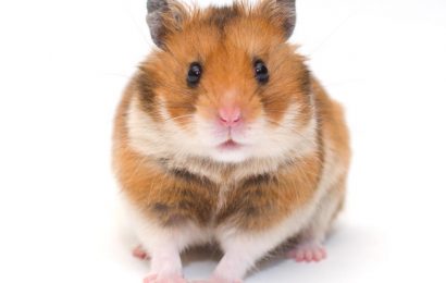 Examining differences in neurological manifestations induced by SARS-CoV-2 variants in hamsters
