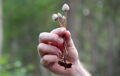 Little evidence on how psilocybin therapy interacts with existing psychiatric treatments, review finds