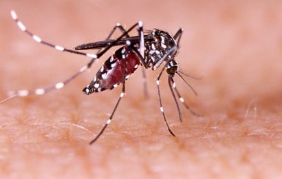 Study shows the impact of COVID-19 restrictions on dengue cases in 2020