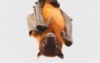 Bats carry some of the most virulent, but not the most dangerous zoonotic viruses