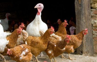 H5N1 bird flu strain strikes 1st person in US