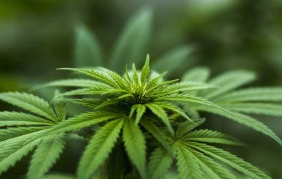 Recreational marijuana access reduces demand for prescription drugs