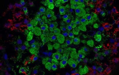 Researchers produce fully functional pancreatic beta cells from stem cells for the first time