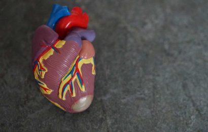 Scientists discover a new mechanism involved in the modulation of heart muscle elasticity