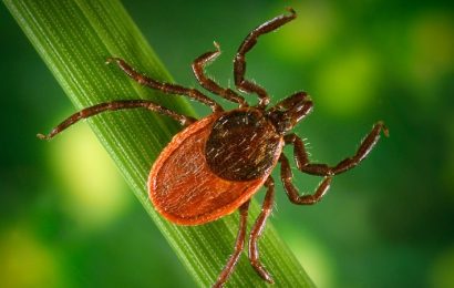 Lyme Disease May Cost US Nearly $970 Million per Year