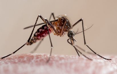 Mosquitoes Genetically Modified to Stop Disease Pass Early Test