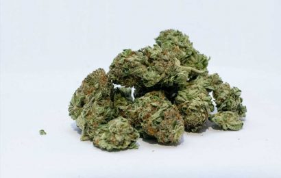 Cannabis use linked to heightened emergency care and hospital admission risks