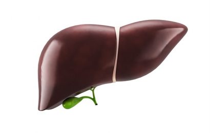 New tissue model helps trace the steps involved in liver regeneration
