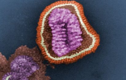 No more flu for you? Discovery blocks influenza virus’ replication in cells