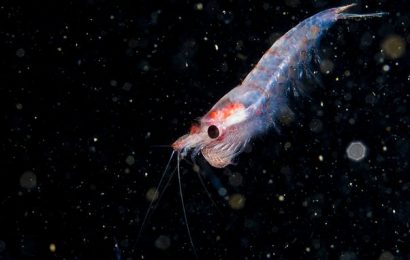 Another hangover cure? Krill oil can cure next-day nausea and thirst