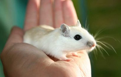 Mouse study shows dopamine released in brain in response to hydration