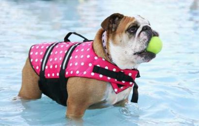 Poolside Pet Safety: What You Need to Know