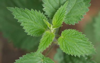 Stinging nettle extract inhibits SARS-CoV-2 cell fusion