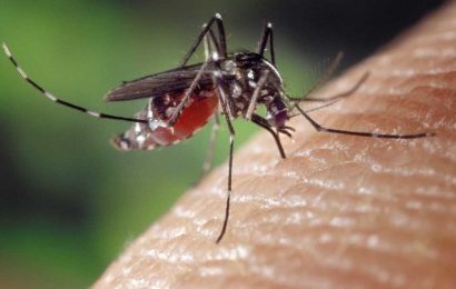 What you need to know about dengue, who’s at risk and does it matter where you got bit?