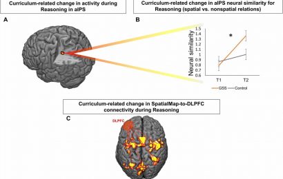Improving spatial cognition skills also improves verbal reasoning skills, as seen on MRI