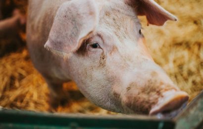 Scientists revived the cells of pigs an hour after death, a potential organ transplant breakthrough
