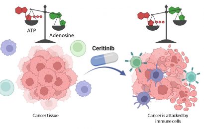 Ceritinib offers a  promising target for cancer immunotherapy