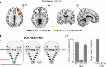 Mouse-human comparison reveals unexpected functions of the thalamus