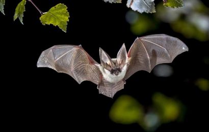 Characterization of bat viromes reveals the co-infection, spillover, and emergence risk of several zoonotic viruses