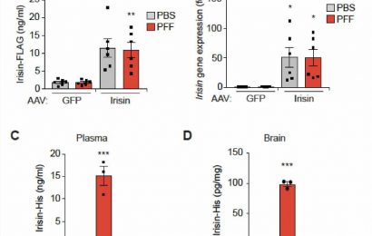 Exercise hormone halts Parkinson’s disease symptoms in mouse study