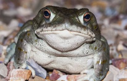 National Park Service warns against licking frogs to get a high