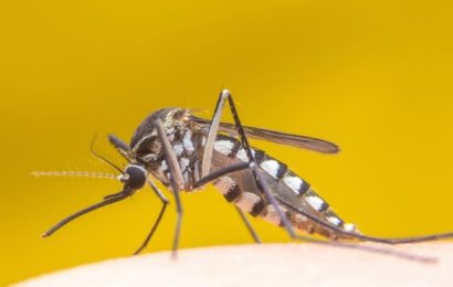 New tech solution to spot disease-transmitting mosquitoes