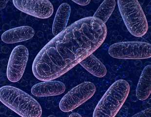 Study Reveals Starring Role For Shape-Shifting Mitochondria In Stem Cell Function
