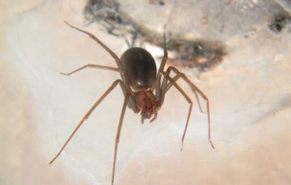 Study proves that antivenom reduces risk of skin necrosis in patients bitten by brown recluse spider