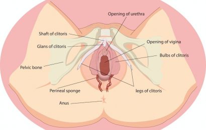 The clitoris—a brief history