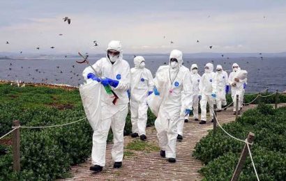 Bird flu infections ‘likely’ to spark next global health crisis