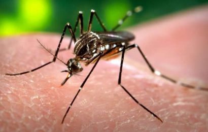 Rutgers researcher maps dengue fever hotspots in Mexico