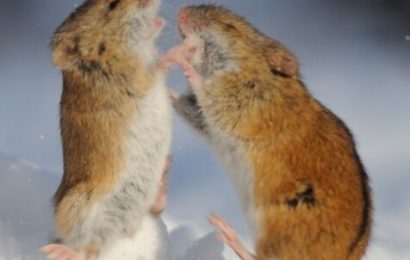 Scientists discover mirror neurons in mice and find they’re tuned to aggression