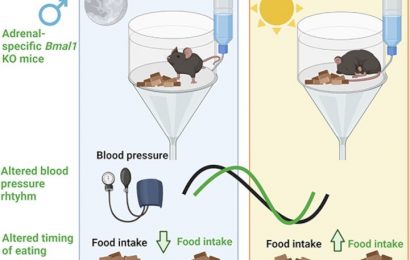 Deleting key clock protein alters circadian rhythm of blood pressure in mice