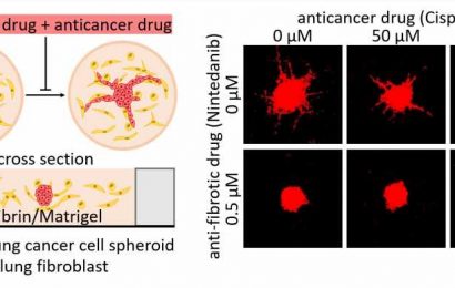 Fibroblast inhibitors assist anti-cancer drugs to suppress cancer growth