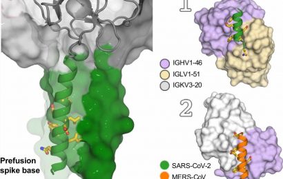 Scientists find human antibodies that can block multiple coronaviruses including SARS-CoV-2