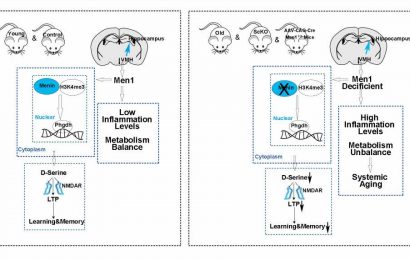 Study finds loss of Menin helps drive the aging process, and dietary supplement can reverse it in mice