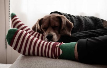 Study reveals your lovable pet dog or cat could lead to restless nights