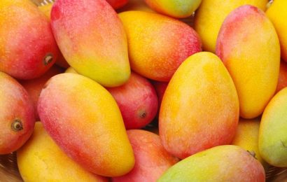 Consuming mangos boosts gut microbiome diversity: Benefits for overweight and obese individuals
