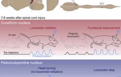 New neurological target to help people walk again after a spinal cord injury