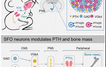 Study finds parathyroid hormone mediates interaction between brain and bones
