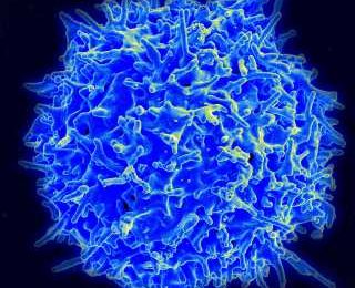 Black sheep of helper T cells may hold key to precision allergy treatment