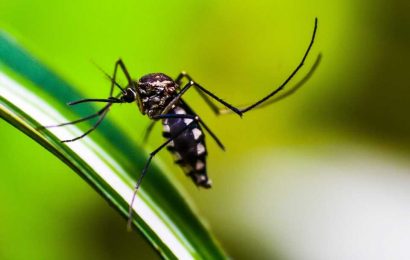 What do you know about malaria? Symptoms, treatment and prevention