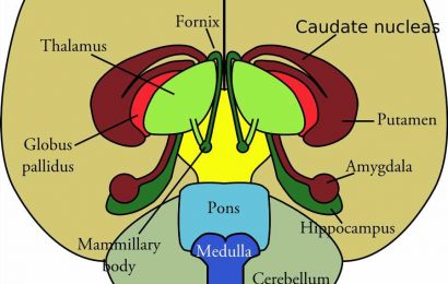 A novel function of the ventral lateral preoptic area of the hypothalamus in inducing arousal