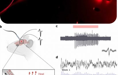 Controlling and recording brain activity with infrared flexible optoelectronic fibers