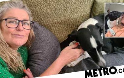 Dog saves woman's life by 'sniffing out' first warning sign of cancer