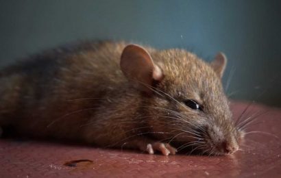 Intoxicated teenage rats wearing FitBites found to experience sleep disturbance long after withdrawing from alcohol