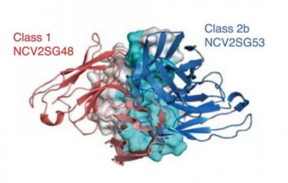 Study of rare antibodies may contribute to better COVID-19 vaccines that provide longer-lasting immunity